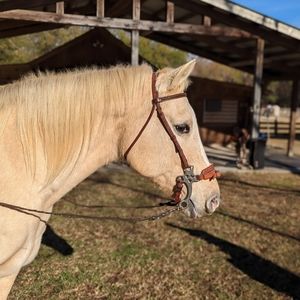 FULL SET!  English jumping hackamore set, full horse size